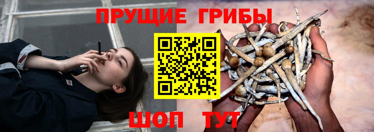 Псилоцибиновые грибы Cubensis Большой Камень